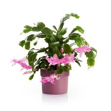 How To Take Care Of A Christmas Cactus Because Even Succulents Need Holiday Cheer Christmas Plants Christmas Cactus Care Christmas Cactus