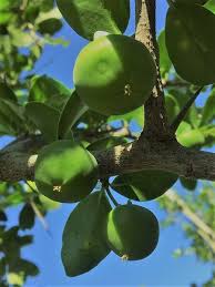 Image result for Dovyalis afra