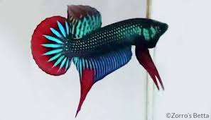 750 x 566 jpeg 48 кб. Peaceful Betta Betta Imbellis Encyclo Fish
