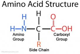 Amino Acids The School Of Biomedical Sciences Wiki