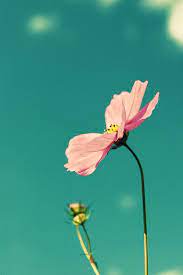 Clip Clip Cosmos By Chibi Busy Again Sorry On Flickr Flower Power Flowers Language Of Flowers