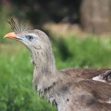 Image result for Sericorema