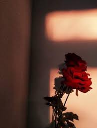 20 bunga dan berbagai maknanya uprint id. Wallpaper Bunga 3d Blue Turquoise Font Writing Implement Pen 2072979 Wallpaperkiss