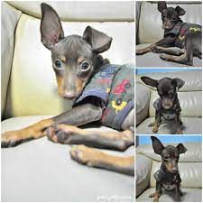 Our Mini Pinscher Choco Mini Pinscher Happy Animals Doggy
