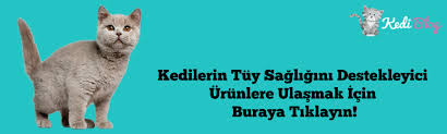 Tuy Dokulmesi Yasayan Kediler Icin 5 Tavsiye Kedi Blog
