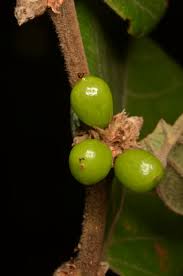 Image result for Bridelia scleroneura