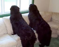 See more of newf friends newfoundland dog rescue on facebook. Please Don T Buy A Newfoundland Dog Gad S Ramblings