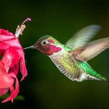 Maybe you would like to learn more about one of these? Diy Container Garden For Hummingbirds The Family Handyman