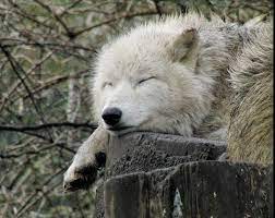 White Wolf 17 Photos Of Sleeping Wolves Will Make You Envious To Take A Nap Sleeping Wolf Wolf Wolf Love
