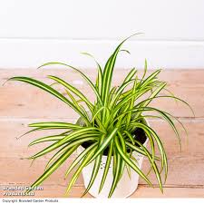 Image result for Chlorophytum lancifolium