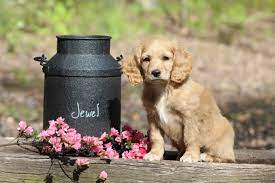 *data sourced from the sale of 21742 cockapoo puppies across the united states on nextdaypets.com. Cockapoo Puppies Breeders Near Me