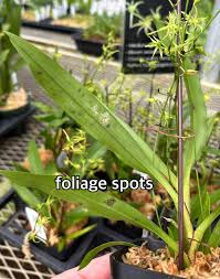 Image result for Angraecum calceolus