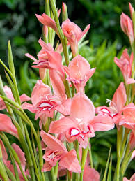 Image result for Gladiolus pusillus