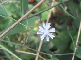 Image result for Lactuca ugandensis