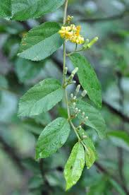 Image result for Grewia flavescens