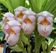 Type Of Flower Anguloa Anguloa Commonly Known As Tulip Orchids Botanical Name Anguloa Uniflora Also Known As Flowers Unusual Flowers Beautiful Orchids