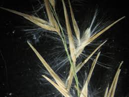 Image result for Phragmites karka