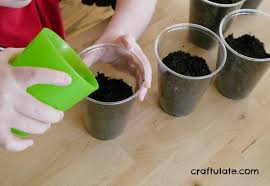 During this phase, the stalks turn. Fast Growing Seeds For Kids Craftulate