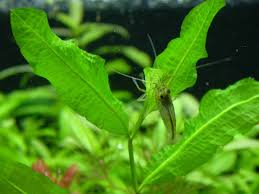 Image result for Potamogeton octandrus