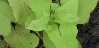 Check spelling or type a new query. Ipomoea Ornamental Sweet Potato Sweet Potato Vine Ipomoea Batatas Margarita