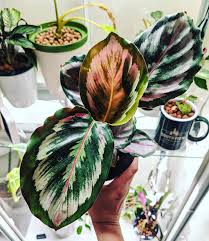Image result for Calathea