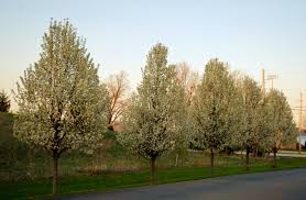 Cleveland pear trees for sale | the planting tree. Ornamental Pear Cleveland Select Tree Sales