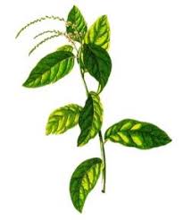 Image result for Petiveria