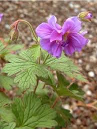 Geranium Vivace De L Himalaya Plenum Geranium Vivace Vivaces