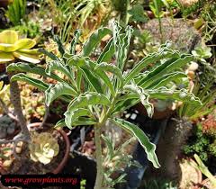 Image result for Adenium multiflorum