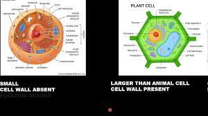 Maybe you would like to learn more about one of these? Plant Cell Vs Animal Cell In Malayalam Youtube