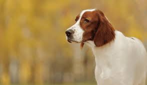 Image result for irský červenobílý setr