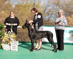 Interested in finding out more about the great dane? Velocity Great Danes
