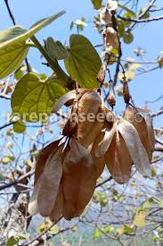 Image result for Firmiana