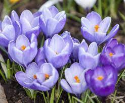 List Of Flower Names With Their Meanings And Alluring Pictures Flowers Name List Flower Names Crocus Flower
