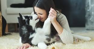 This week at the shalom center we delve into some pest control techniques that are safe for your pets. Pet Friendly Pest Control Cure All Pest Control