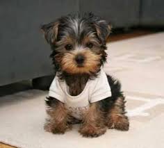 Funny yorkie dogs, funny yorkie, cute yorkie vines, funniest yorkies puppies, cute yorkshire terrier and many more videos in this video 2018. 2 Adorable Yorkie Puppies For Free Adoption Miami Miami Florida Animal Pet