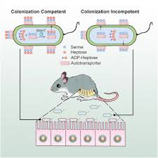 An Iron-Containing Dodecameric Heptosyltransferase Family Modifies  Bacterial Autotransporters in Pathogenesis