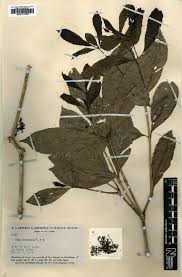 Image result for Seddera suffruticosa