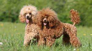 We did not find results for: Miniature Poodle Price Temperament Life Span