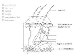 Anatomy & physiology coloring workbook: Anatomy And Physiology Coloring Workbook Answers Chapter 4