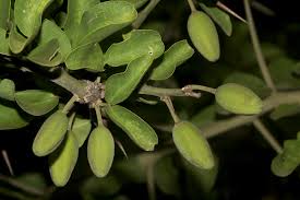 Image result for Balanitaceae