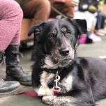 Grand Junction Clinic — The Street Dog Coalition
