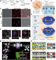 Image result for Intracellular Bacteria