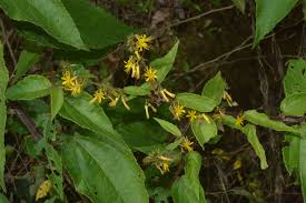 Image result for Triumfetta pilosa