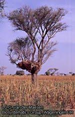 Image result for Faidherbia albida