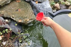 Control pond algae so your pond looks and works beautifully. Home Remedy For Pond Algae Plus How To Keep Your Pond Water Clear Pond Algae Outdoor Fish Ponds Fish Ponds Backyard