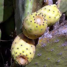 But this essay, dear reader, is not a work of fiction, as incredible as it may seem. Organic Prickly Pear Seed Carrier Oil