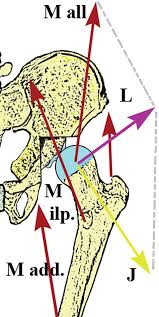The femoral shaft shows early ossification within figure 12: A In Normal Hips In Any Position Hip Joint Reaction Force J Is Download Scientific Diagram
