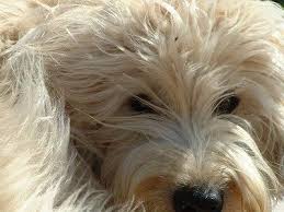 Contrary to belief, there's a blonde to suit everyone, no matter your natural hair hue. Close Up The Face Of A Tan Soft Coated Wheaten Terrier Dog With Long Blonde Hair And A Black N Soft Coated Wheaten Terrier Wheaten Terrier Terrier Dog Breeds