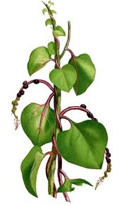 Image result for Basellaceae